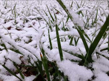 Close-up of snow covered plants on field