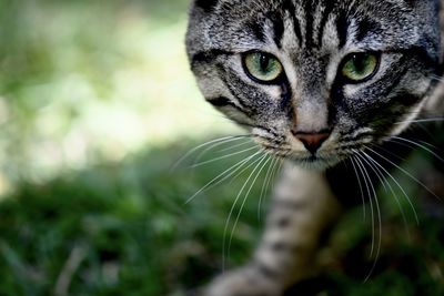 Close-up portrait of a cat