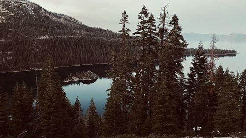 Pine trees by lake in forest against sky