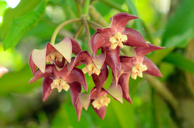 Close-up of pink flowers