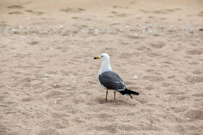 High angle view of seagull on sand at beach