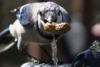 Close-up of bird eating food