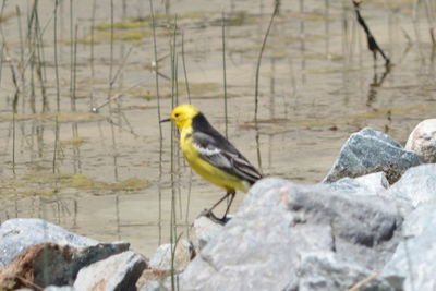 Close-up of bird perching on railing