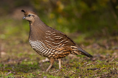 Close-up of a bird looking away