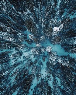 Full frame shot of winter forest