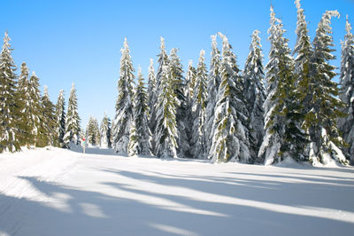 Scenic view of trees on snow covered land against clear sky