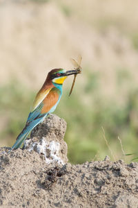 Close-up of bird perching on a plant