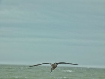 Seagulls flying in the sky