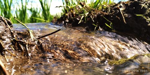 Close-up of turtle in shallow water