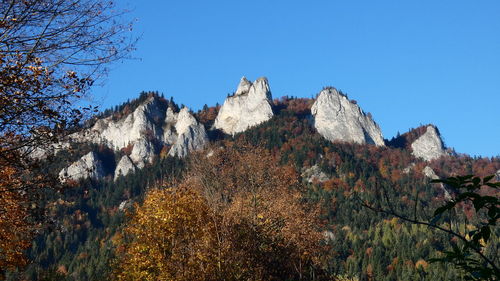 Low angle view of trees against clear blue sky