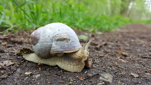 Close-up of snail