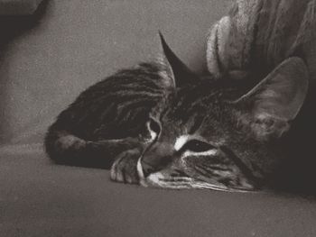 Close-up portrait of cat lying on floor