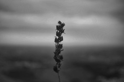 Close-up of plant against blurred background