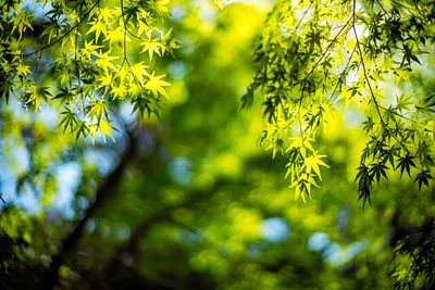 Low angle view of leaves on tree