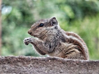 Close-up of a squirrel on tree