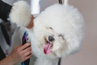 Dog getting haircut with scissors at grooming salon and pet spa