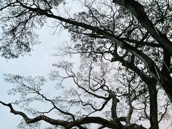 Low angle view of tree against sky