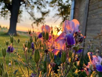 Close-up of purple flowering plants on field