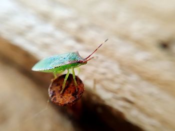 Close-up of insect on wood