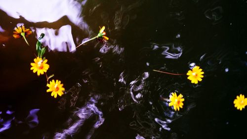 Close-up of water lily in pond