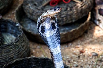 Close-up of lizard