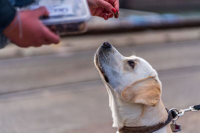 Close up portrait of a dog, labrador retriever.