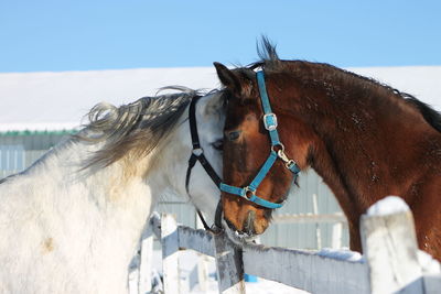 Close-up of horses on snow against sky