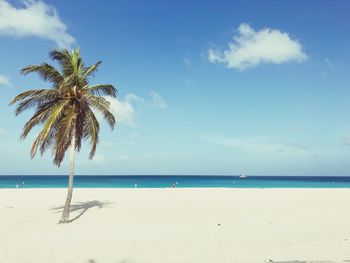 Palm tree on beach against sky