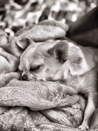 Close-up of dog sleeping