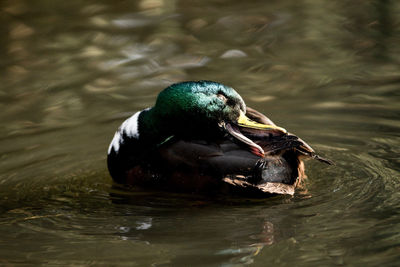 Close-up of mallard duck swimming in lake