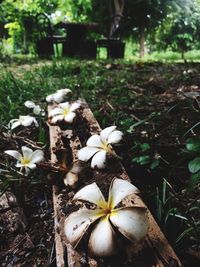 Close-up of white flowers