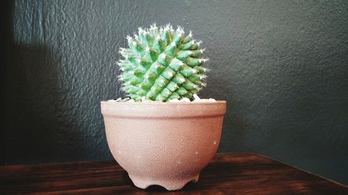 Close-up of potted plant on table