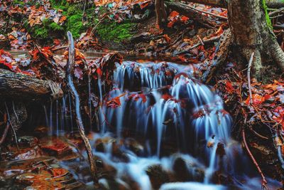 Panoramic shot of trees in forest