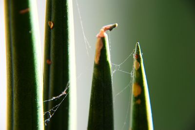 Close-up of insect on plant