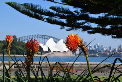 Close-up of flowering plants by sea against sky