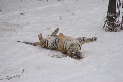 High angle view of cat relaxing on snow