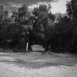 Trees on beach against sky