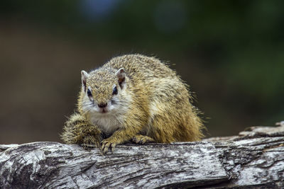 Close-up of squirrel on wood