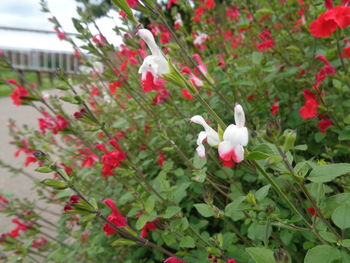 Close-up of red flowers blooming outdoors