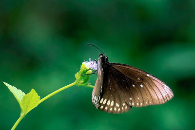 Close-up of butterfly pollinating on flower