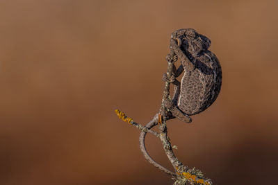 Close-up of a lizard on metal