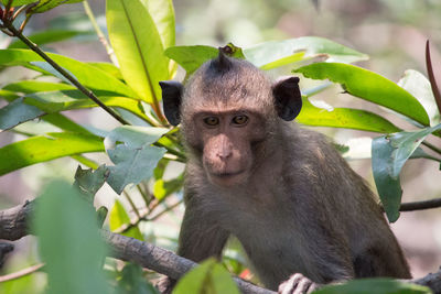 Portrait of monkey on tree