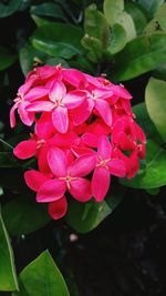 Close-up of wet flowers blooming outdoors