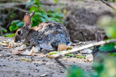 Close-up of rabbit eating
