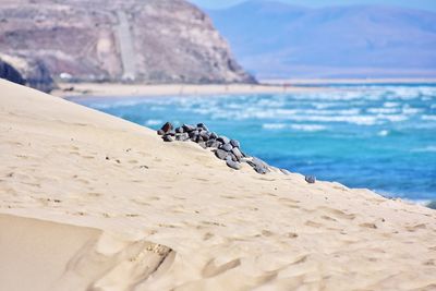 Sand dune and beach on fuerteventura canary island in spain