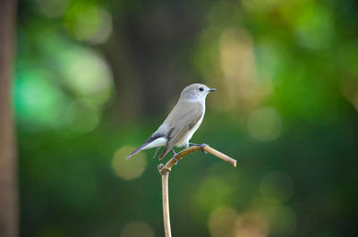 Close-up of bird perching outdoors