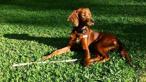 Dog sitting on field