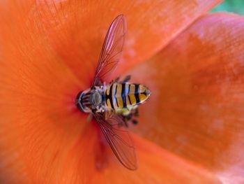 Close-up of bee pollinating flower