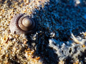 Close-up of snail on ground