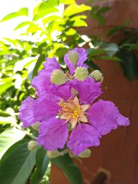 flowering plant